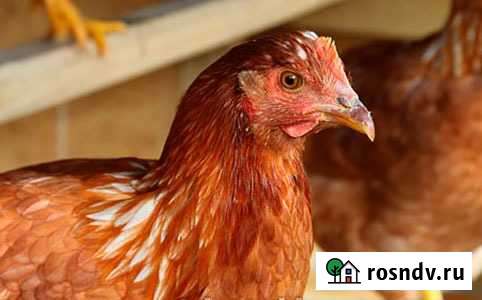 Куры молодки породы Родонит Похвистнево - изображение 1