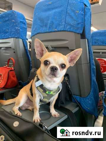 Чихуахуа Мытищи - изображение 1