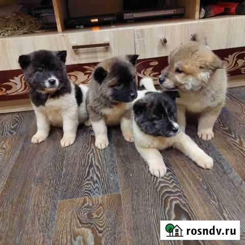 Продаются щенки Американской Акиты Нижний Ломов - изображение 1