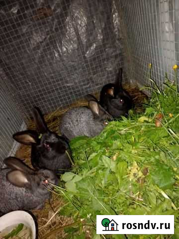 Кролики мясных пород Ферзиково - изображение 1