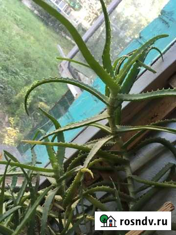 Алоэ Курск - изображение 1