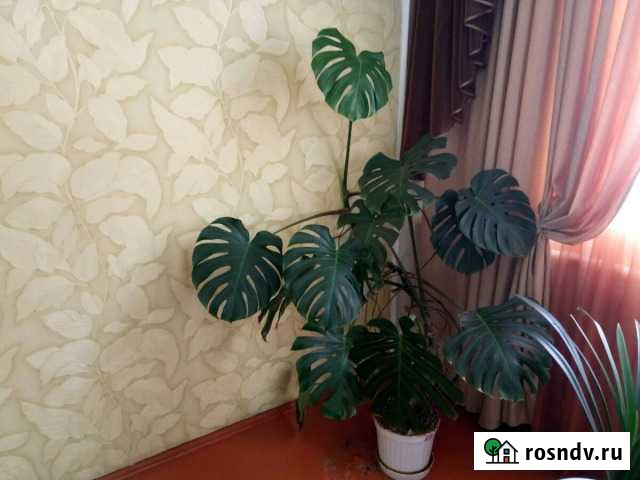 Монстера Губкин - изображение 1