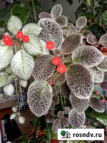 Комнатные растения. Эписция. Хирита Кострома - изображение 1