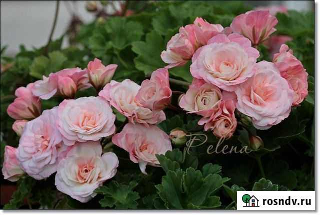 Пеларгония Леона Галактика Михайлов - изображение 1