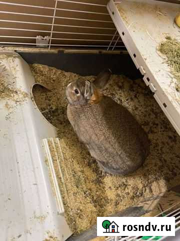 Декоративный кролик с клеткой Горбунки - изображение 1