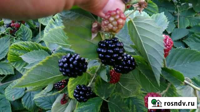 Растения Калининград - изображение 1