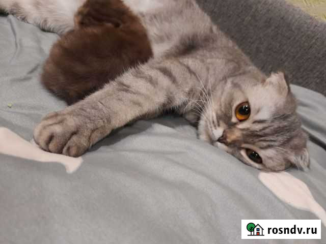 Шотландская вислоухиа кошка Тольятти - изображение 1