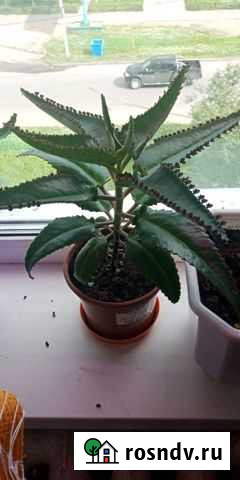 Каланхоэ лечебное Усинск - изображение 1