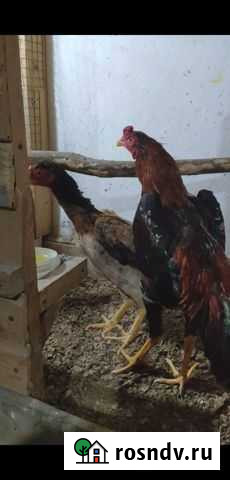 Петух и курица Урус-Мартан - изображение 1