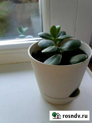 Толстянка Оренбург - изображение 1