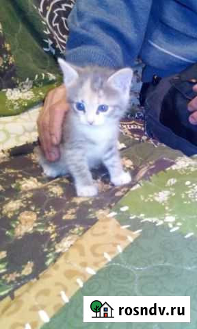 Кошка в дар Шатурторф - изображение 1