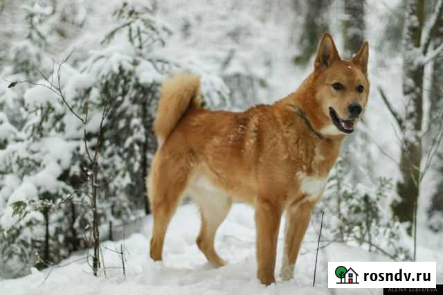 Собака Петрозаводск - изображение 1