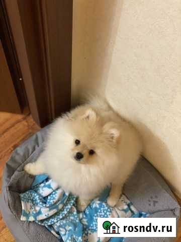 Шпиц вязка Дмитров - изображение 1