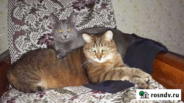 Кошка Нижнекамск - изображение 1