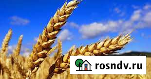 Пшеница Гурьевск - изображение 1