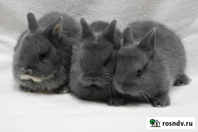 Крольчата карликового кролика Кемерово - изображение 1