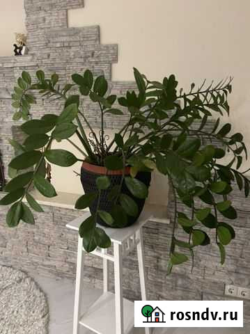 Замиокулькас Новосибирск - изображение 1