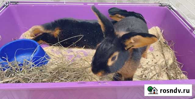 Кролик Челябинск - изображение 1