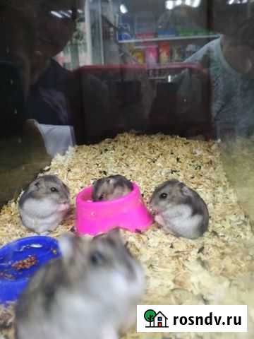 Хомяки джунгарские Стерлитамак - изображение 1