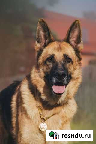 Метис овчарки в добрые руки Загорянский - изображение 1