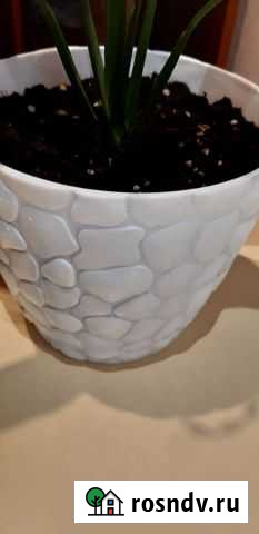 Спатифиллум Барнаул - изображение 1