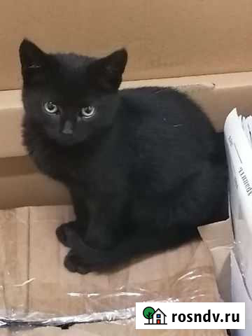 Кошка в дар Павловский Посад - изображение 1