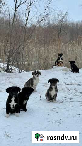 Щенки в добрые руки Омск - изображение 1