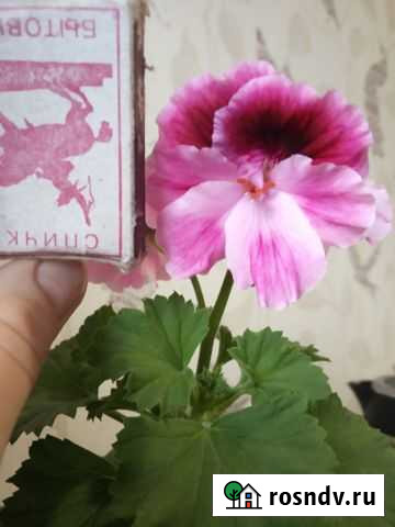 Пеларгония герань королевская Тюмень - изображение 1