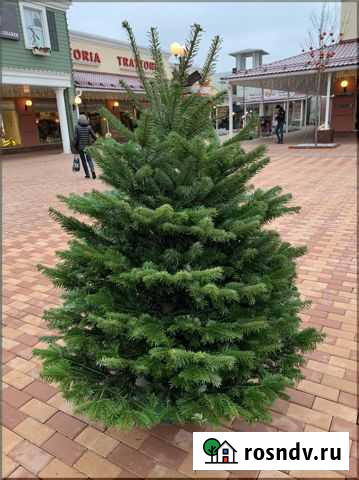 Ель живая Иркутск - изображение 1