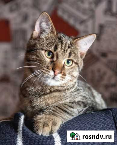 Вася ищет дом Воронеж - изображение 1