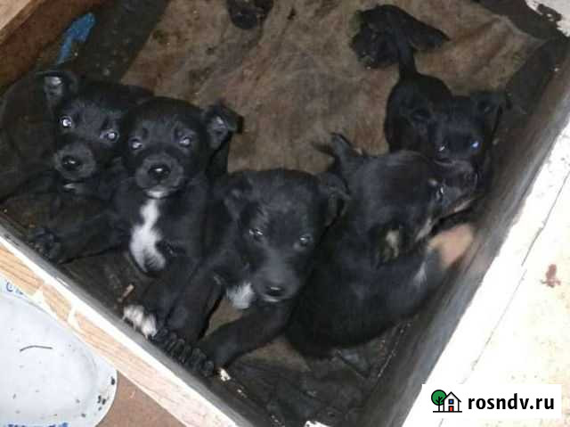 Собака с доставкой Кемерово - изображение 1