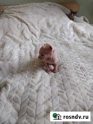 Котята Волгоград - изображение 1