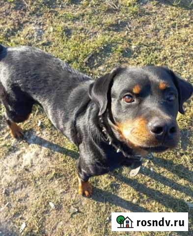 Вязка ротвейлера Мариинск - изображение 1