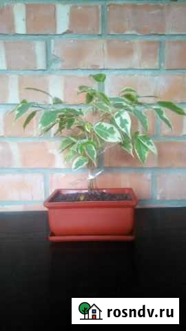 Бонсай Смоленск - изображение 1