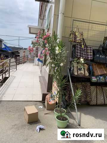 Олеандр Прохладный - изображение 1