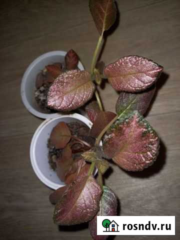 Эписция Городец - изображение 1