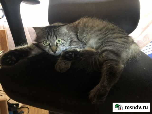 Кошка Владикавказ - изображение 1