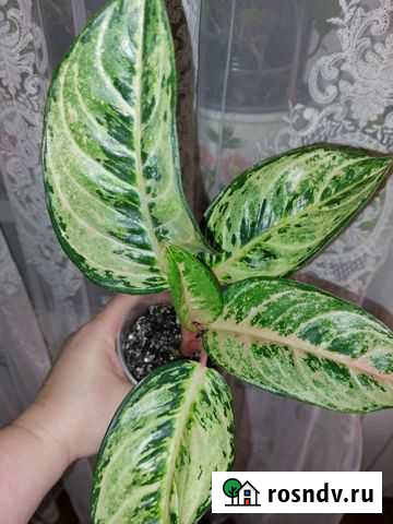 Аглаонема тайланд Махачкала - изображение 1