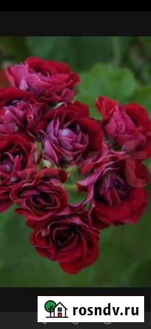 Пеларгония герань Саратов - изображение 1