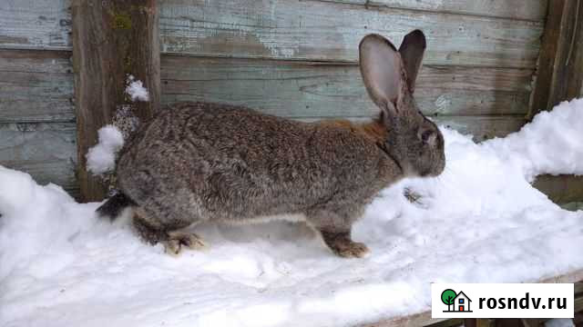 Кролик Яхрома - изображение 1