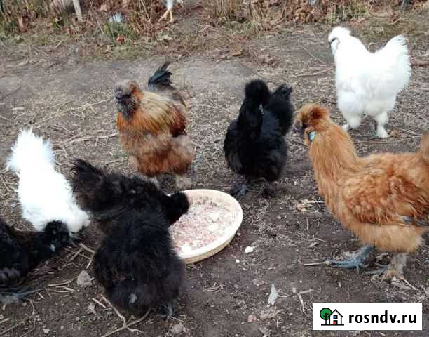 Китайские шелковые куры Смоленск - изображение 1