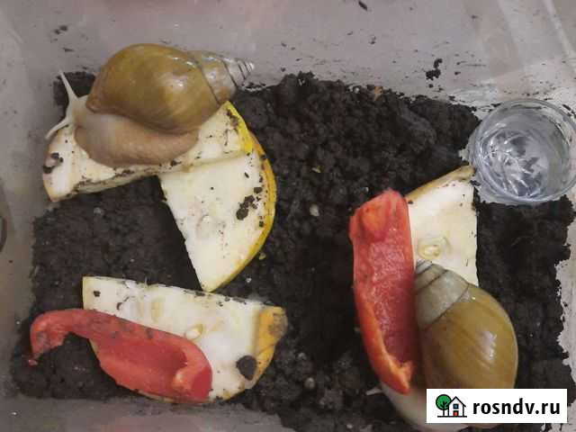 Ахатины с контейнером большие и маленькие Калининград - изображение 1