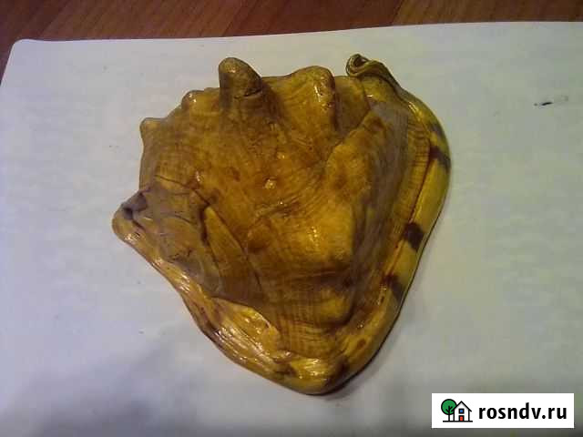 Морские раковины Мурманск - изображение 1