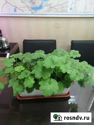 Пеларгония герань Иркутск - изображение 1