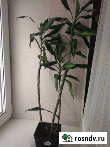 Драцена Голден Кост Киров - изображение 1