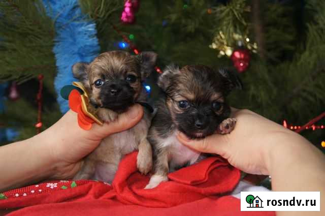 Щенки чихуахуа, разные Ростов-на-Дону - изображение 1