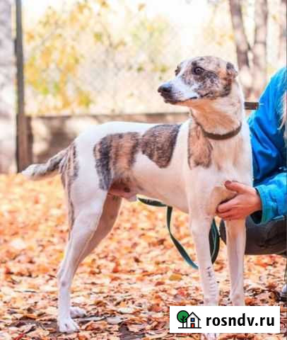 Красавец Антей ищет дом Екатеринбург - изображение 1