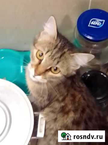 Отдам кошку в добрые руки Воронеж - изображение 1