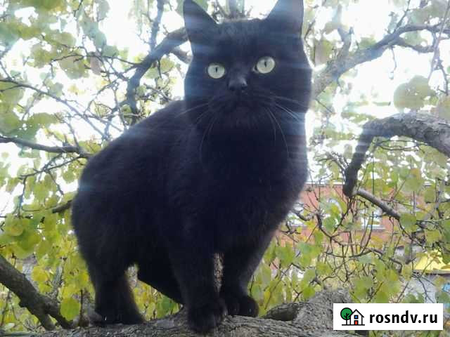 Коты В добрые руки Минеральные Воды - изображение 1