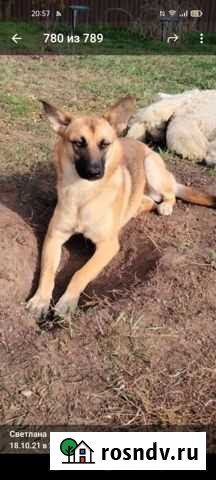 Собачка с непростой судьбой Нижний Новгород - изображение 1